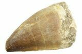 Fossil Mosasaur (Thalassotitan) Tooth - Morocco #364041-1
